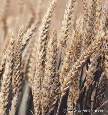 Se espera un 30% menos de cosecha de cereal en Córdoba - Agrodigital