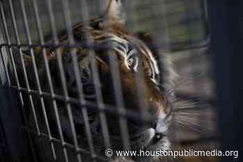 Ownership Of Wild Cats Could Be Restricted By Proposed Federal Bill - Houston Public Media
