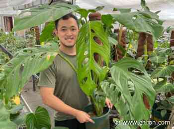 Peek into a secret Houston greenhouse with local nursery owner Bryan Wu - Chron