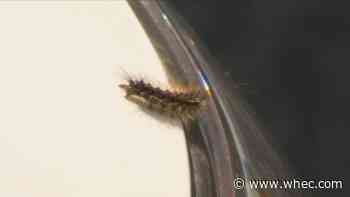 Bug experts say it's not too late to fight back against invasion of gypsy moth caterpillars
