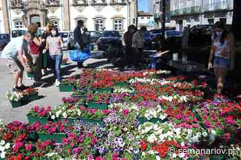 Braga distribuiu 500 floreiras a moradores e comerciantes do ‘Centro Histórico’ - Semanário V