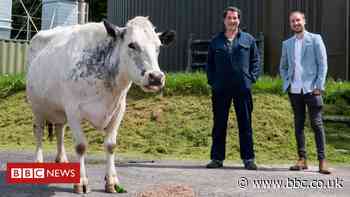 How cow poo is powering crypto mining