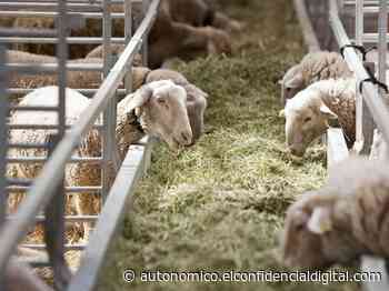 El brote de brucelosis en Teruel, “controlado” con el sacrificio de 4.000 ovejas - El Confidencial Autonómico