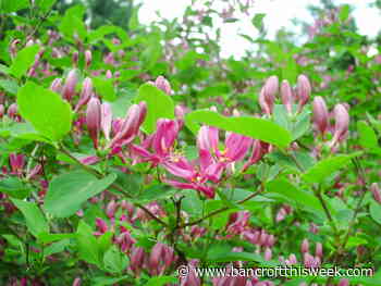 More than a few 'bad apples' | Bancroft this Week - Bancroft This Week