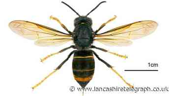 Call for public help as killer Asian hornets to reach ‘alarming’ level in UK