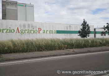 Erba alta in via Melvin Jones: "Parassiti e pericolo di spighe per i cani" - Foto - Gazzetta di Parma