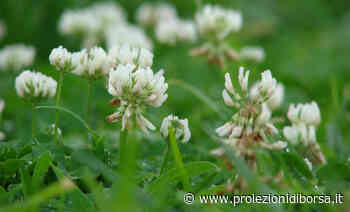 Chi strappa quest’erba dal prato sta facendo un grosso errore perché vale oro per queste sue import ... - Proiezioni di Borsa