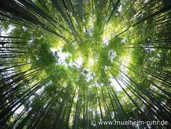 Waldfunktionen