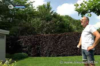 Krijsende kauwen teisteren Hemiksem: “Koppijn krijg ik er van!”