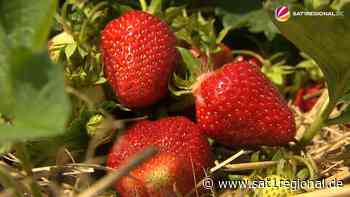 VIDEO | Erdbeeren direkt vom Feld: Saison zum Selberpflücken in Schleswig-Holsten gestartet - SAT.1 REGIONAL - Sat.1 Regional