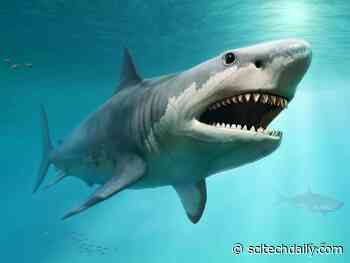 Massive Predator: School Lesson Gone Wrong Leads to New, Bigger Megalodon Size Estimate