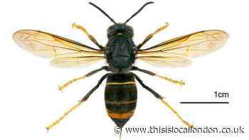 Call for public help as killer Asian hornets to reach ‘alarming’ level in UK