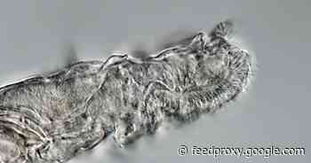 Animal revived after being frozen for 24,000 years in Siberian permafrost     - CNET