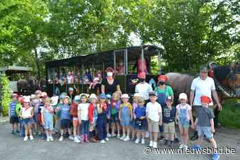 Trekpaarden De Brabander rijden voor het eerst sinds lang opnieuw uit