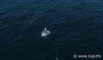 Baleia jubarte é vista em Arraial do Cabo, na Região dos Lagos do Rio - Super Rádio Tupi