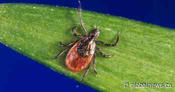 More than just Lyme disease: What you should know about these other tick-borne infections