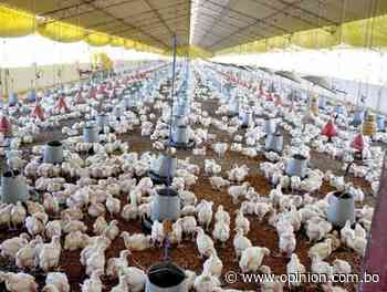 10 mil pollos murieron ahogados en una granja avícola en Punata - Opinión Bolivia
