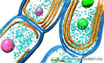 New insight into biosynthesis and architecture of photosynthetic membranes in bacteria - EurekAlert