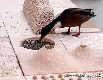 Will architecture be multispecies in the future? - Domus