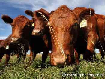 State of Agriculture: Sask. beef producers look for better prices with growing product demand