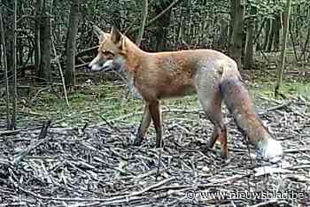 Zoo Antwerpen niet blij met wilde vos: “Al eet hij vooral hamburgers en frietjes”