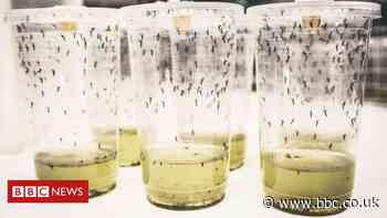 'Miraculous' mosquito hack cuts dengue by 77%