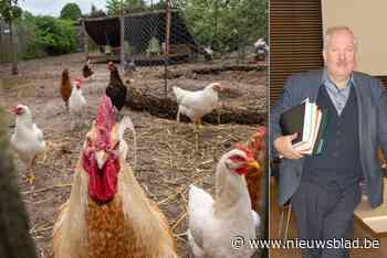 Zwijndrecht adviseert inwoners om geen eieren meer te eten na PFOS-heisa, buurgemeenten zijn gefrustreerd: “Triestig dat niemand ons op de hoogte houdt”