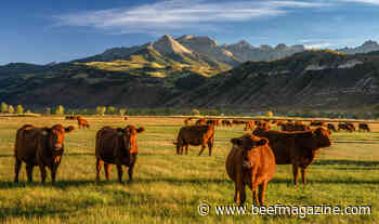 Cargill joins U.S. CattleTrace program