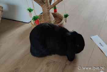 Max, het konijn dat Lennart als mol ontmaskerde, voorspelt winnaar EK: Noord-Macedonië Europees kampioen! - Gazet van Antwerpen