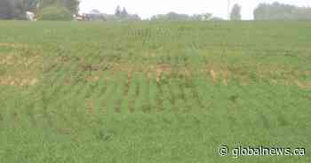 Seeding essentially complete in Saskatchewan; topsoil conditions deteriorate