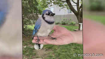 Fall River man makes friends with a blue jay - WJAR