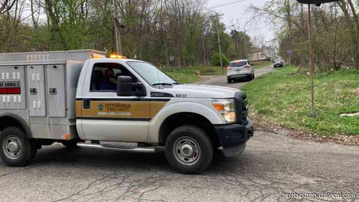 Pittsburgh Animal Care And Control Employee Facing Charges For Allegedly Severely Injuring Dog