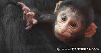 Lake Superior Zoo in Duluth welcomes a baby monkey