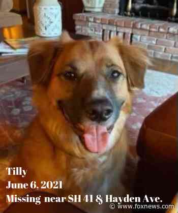 Idaho dog lost after car accident was found at a sheep farm