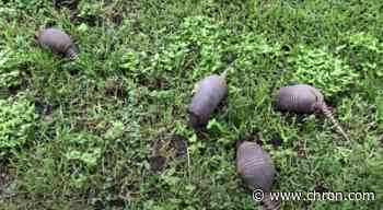 San Antonio man's backyard invaded by roll of adorable armadillos
