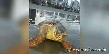 Tartaruga cabeçuda repousa e chama atenção de banhistas em Praia Grande (SP) - Jornal Costa Norte