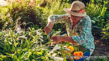 Summer essentials: 15 home gadgets under $25 on Amazon - Komando