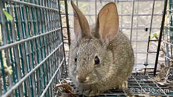 Oakland Zoo partnership helps save endangered riparian brush rabbits from deadly virus