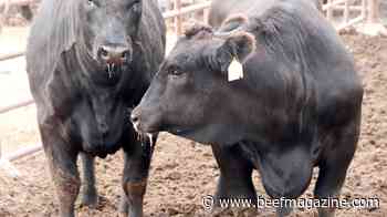 Heart failure in feedlot cattle is on the rise