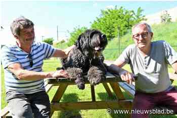 “Samen oplossing zoeken voor toekomst hondenschool” (Ekeren) - Het Nieuwsblad