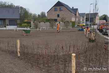 Nieuw plantsoentje in Lozen - Het Belang van Limburg