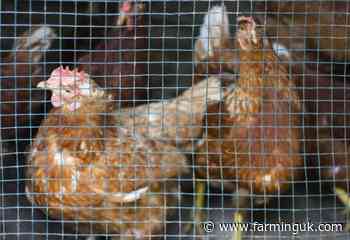 EU set to end use of all cage units in egg production