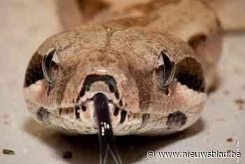 Wurgslang en kikkers gedumpt langs veldweg