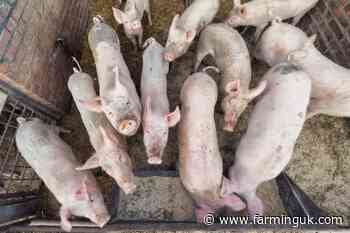 Pig prices increase for twelfth consecutive week