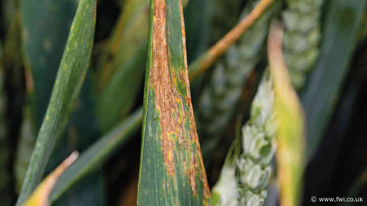 Third-generation SDHI fungicide offers step up in yield