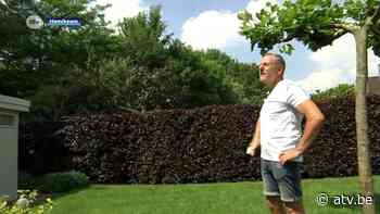 Krijsende kauwen teisteren Hemiksem: "Koppijn krijg ik er van!" - ATV