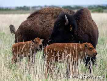 See the Wanuskewin bison herd's new calves: Five things to do in Saskatoon this weekend