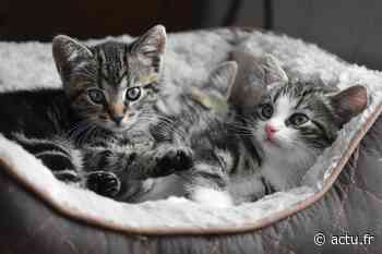 Près de Toulouse. Cette animalerie propose un week-end d'adoption solidaire de chats et chatons - actu.fr