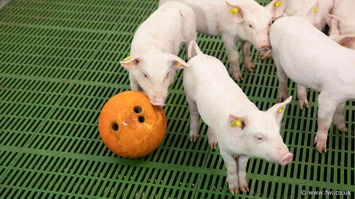 UK pig sector cuts antibiotics 5% in 2020
