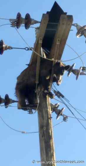 Bear found stuck on power pole in southern Arizona city - Yorkton This Week